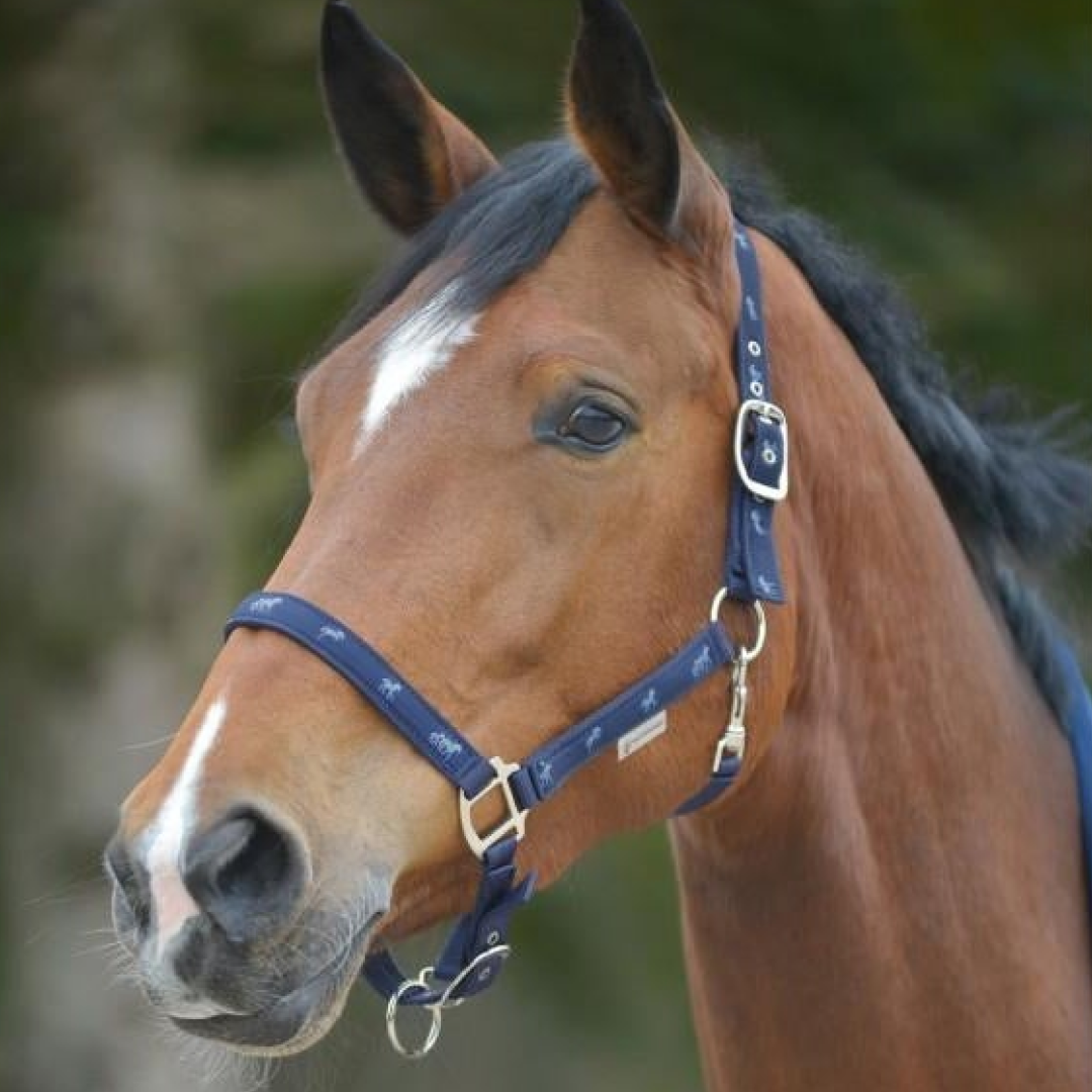 Waldhausen Little Horse Halter