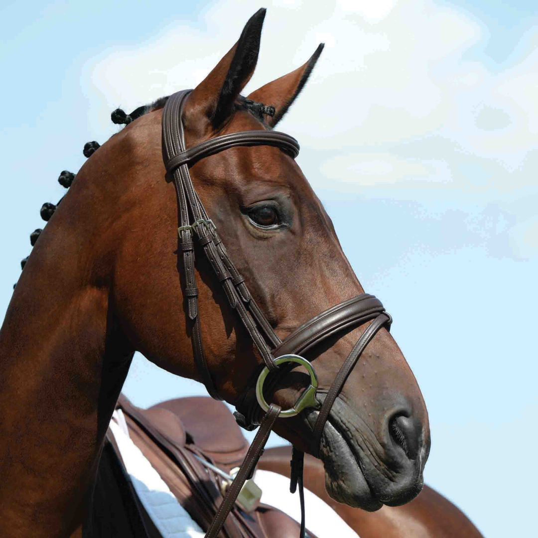 Collegiate Syntovia+ Raised Padded Flash Bridle