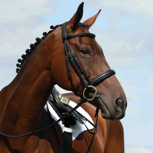 Collegiate Syntovia+ Raised Padded Cavesson Bridle