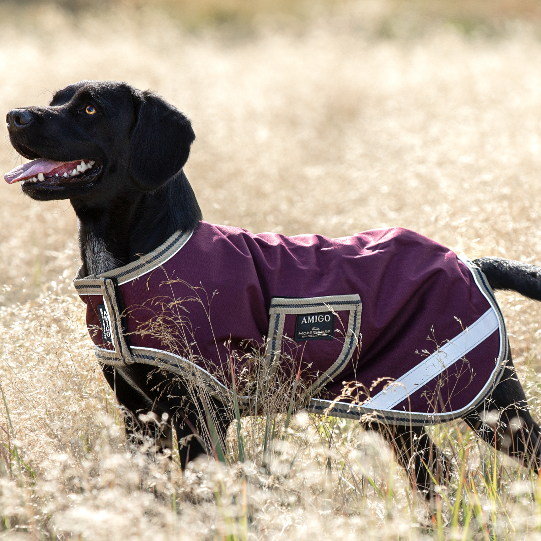 Horseware Ireland Amigo Dog Rug Ripstop