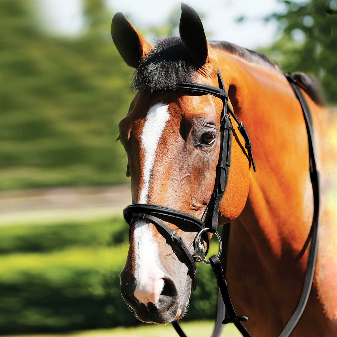 JHL Essential Leather Flash Bridle