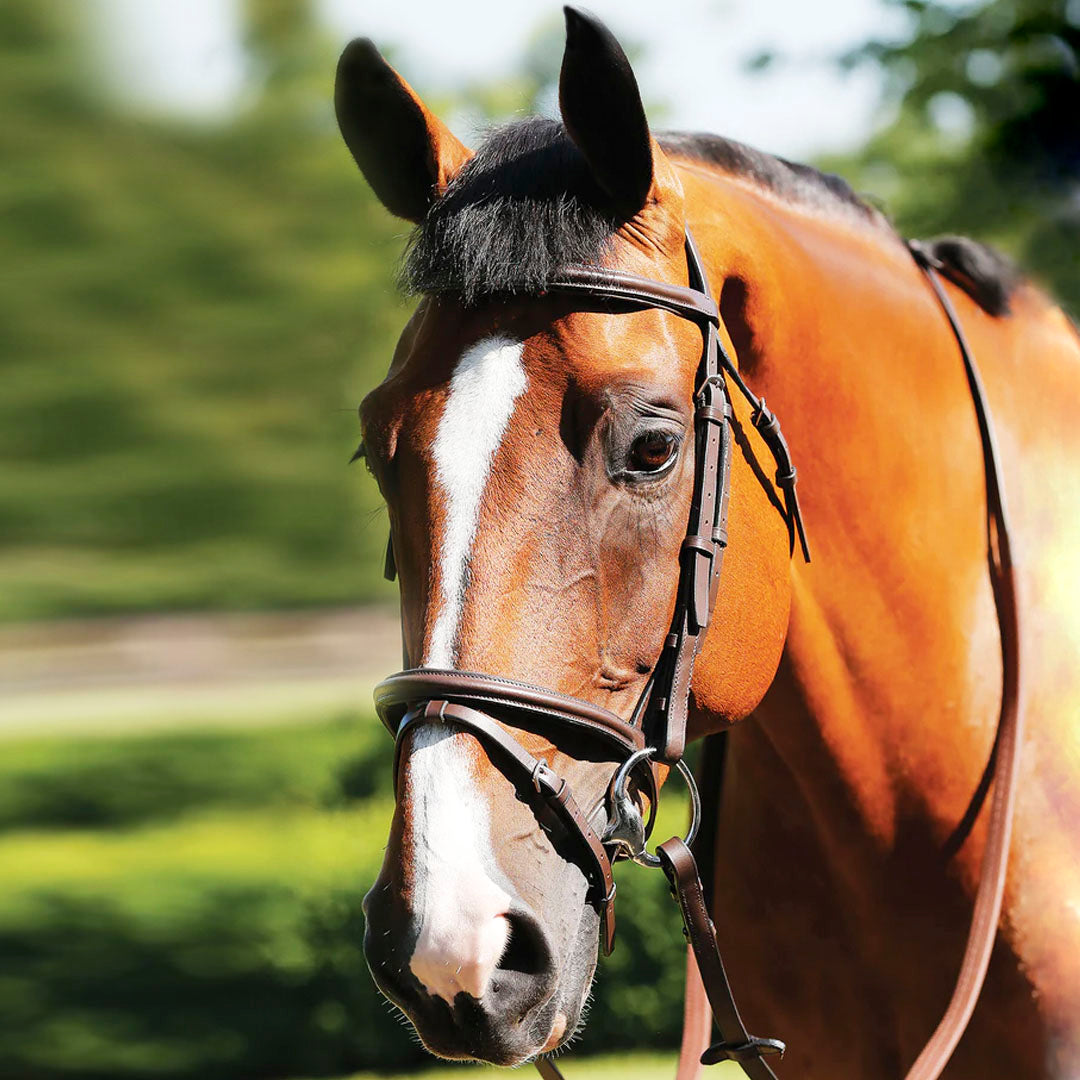 JHL Essential Leather Flash Bridle