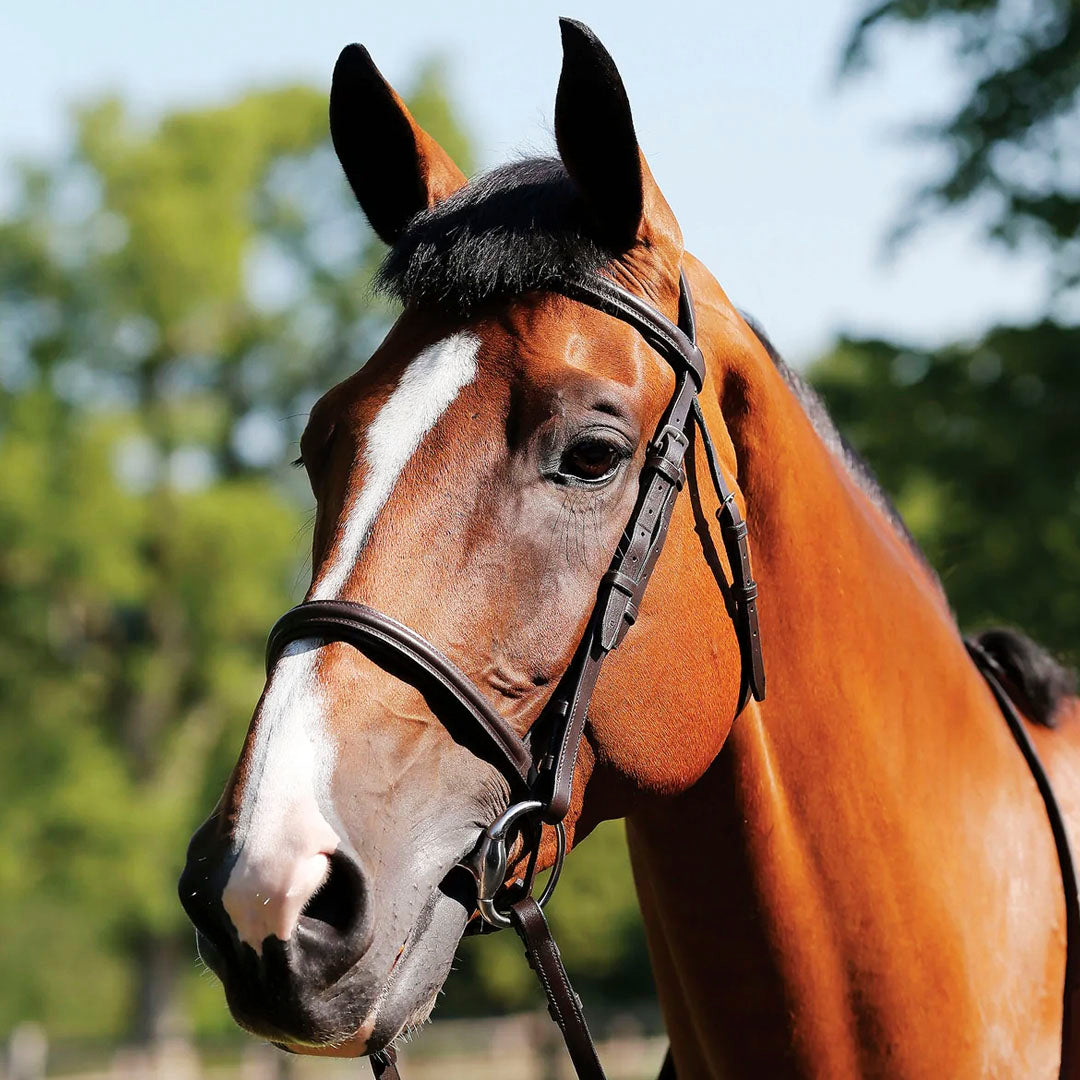 JHL Essential Raised Cavesson Bridle