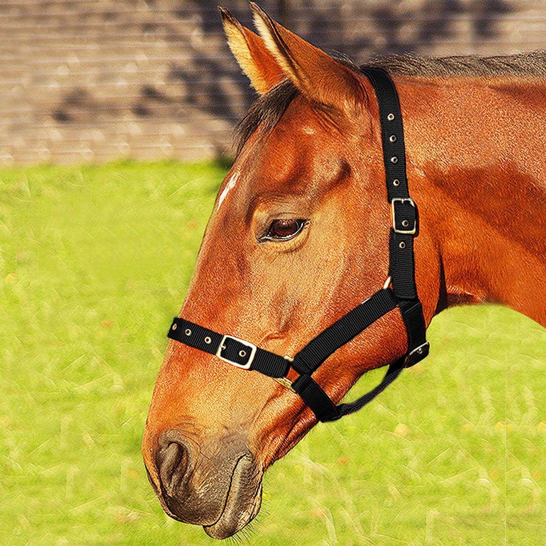 JHL Orion Headcollar