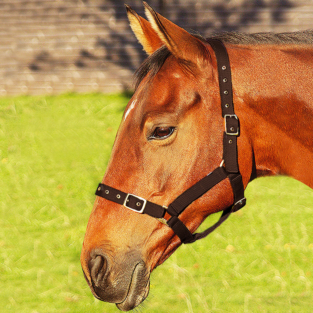 JHL Orion Headcollar