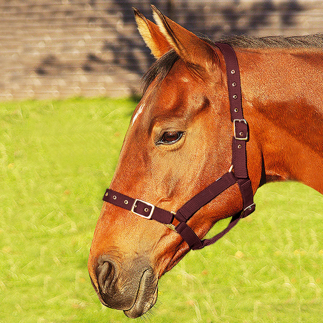JHL Orion Headcollar
