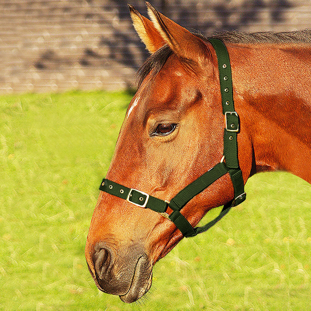 JHL Orion Headcollar