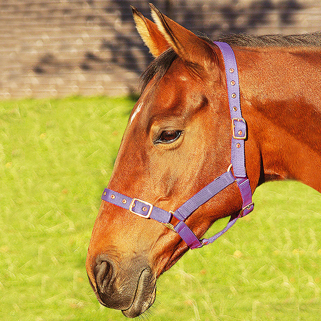 JHL Orion Headcollar