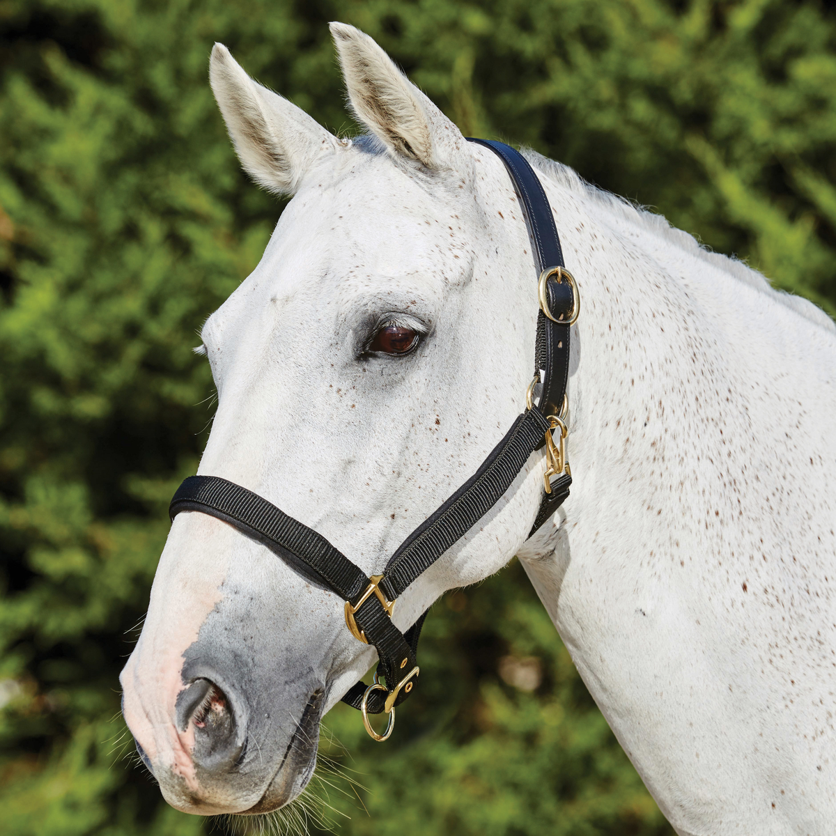 Kincade Deluxe Webbed Head Collar with Leather Crown