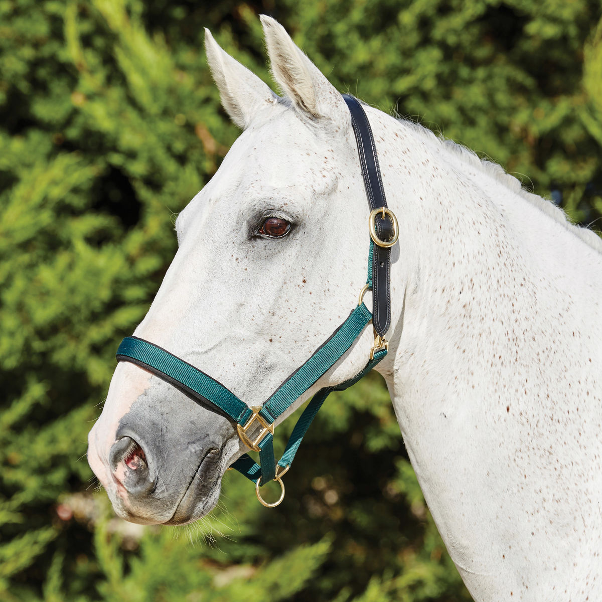 Kincade Deluxe Webbed Head Collar with Leather Crown