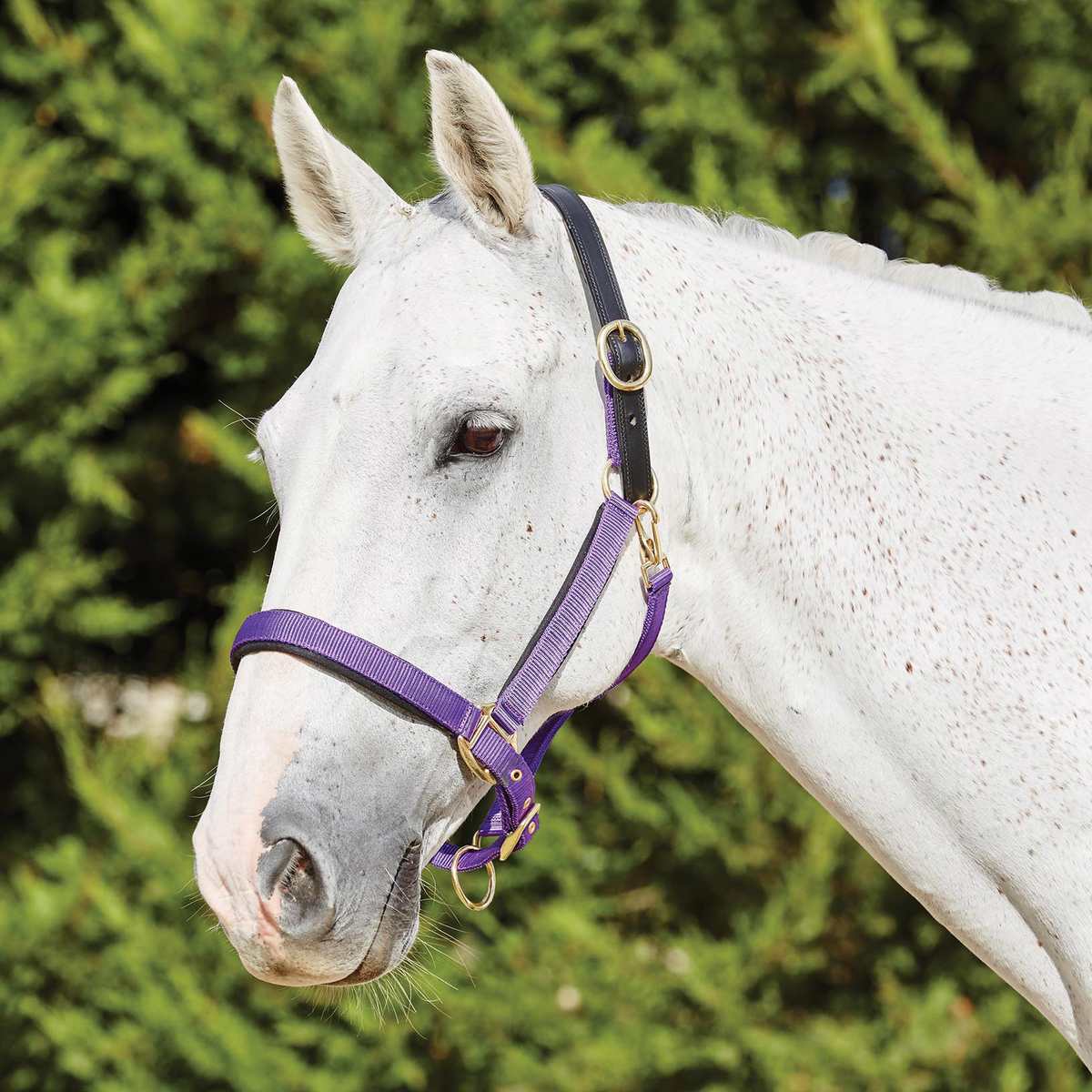 Kincade Deluxe Webbed Head Collar with Leather Crown