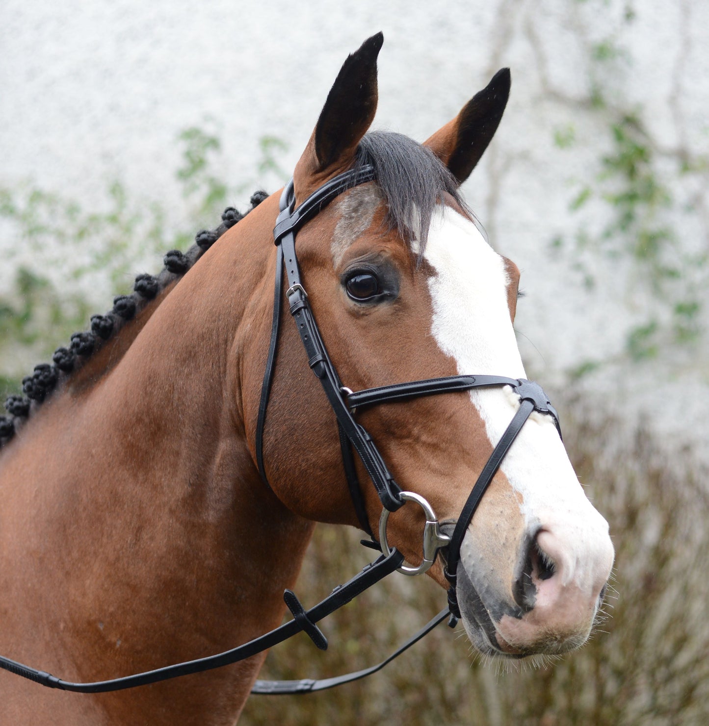 Mackey Classic Padded Grackle Bridle
