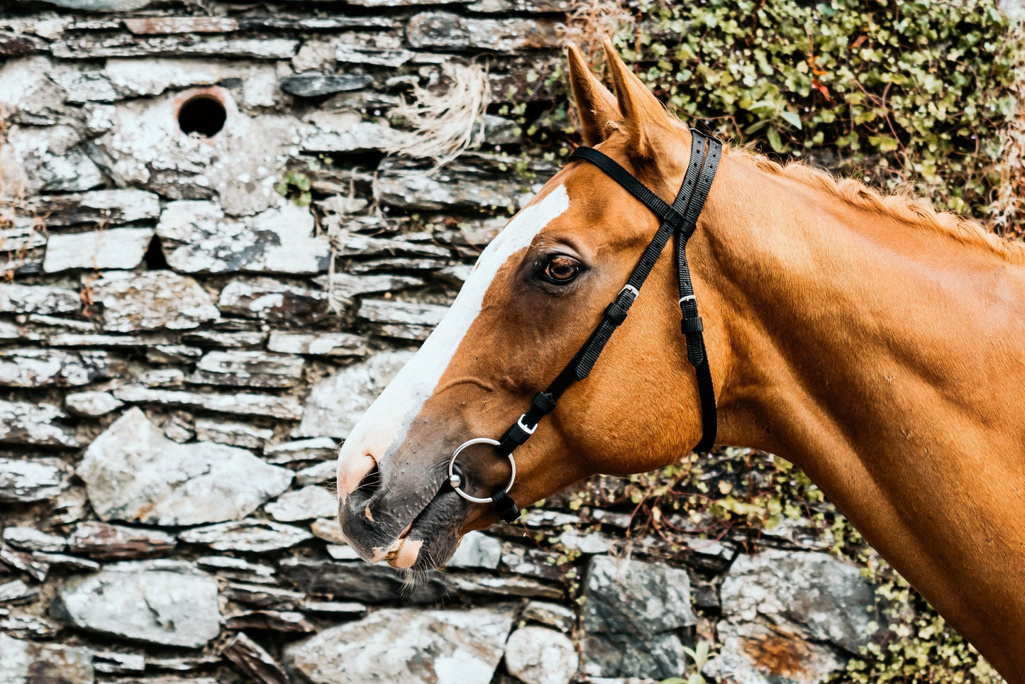 Mackey Equisential Nylon Race Bridle without Reins