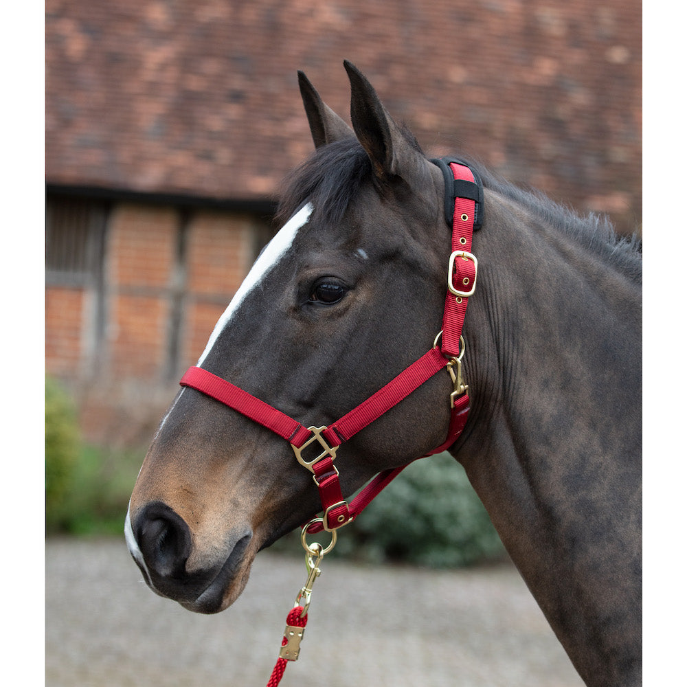 Mark Todd Deluxe Padded Headcollar & Leadrope