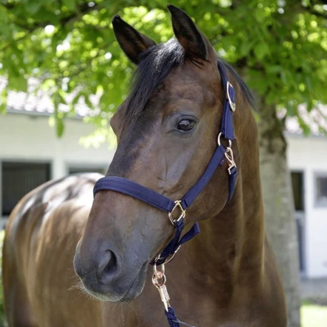 Covalliero Halter