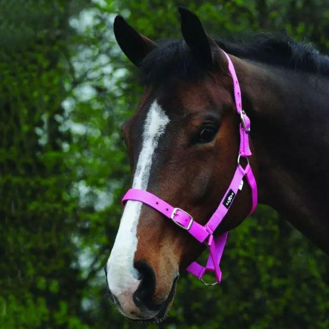Saxon Economy Headcollar