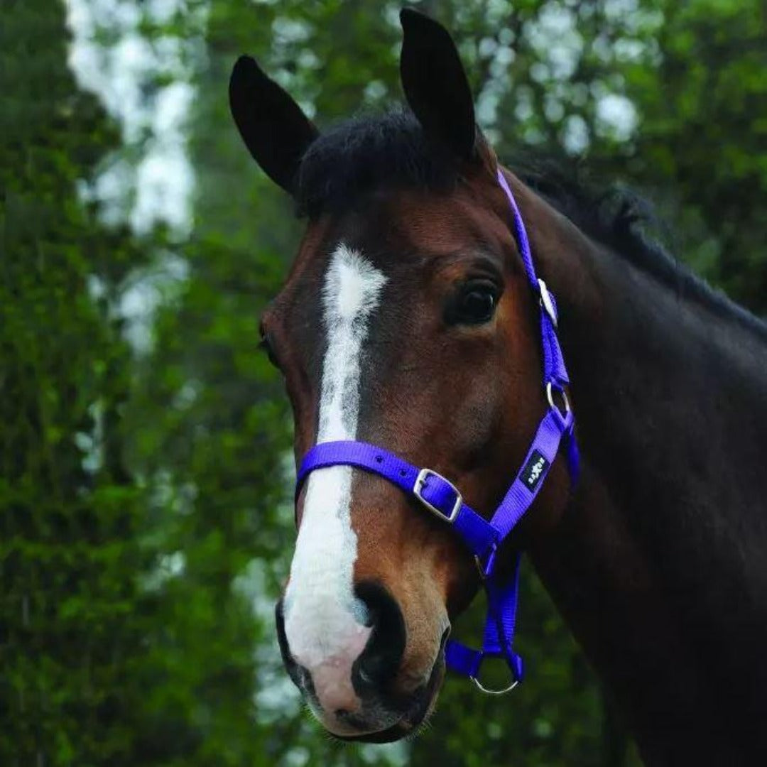 Saxon Economy Headcollar