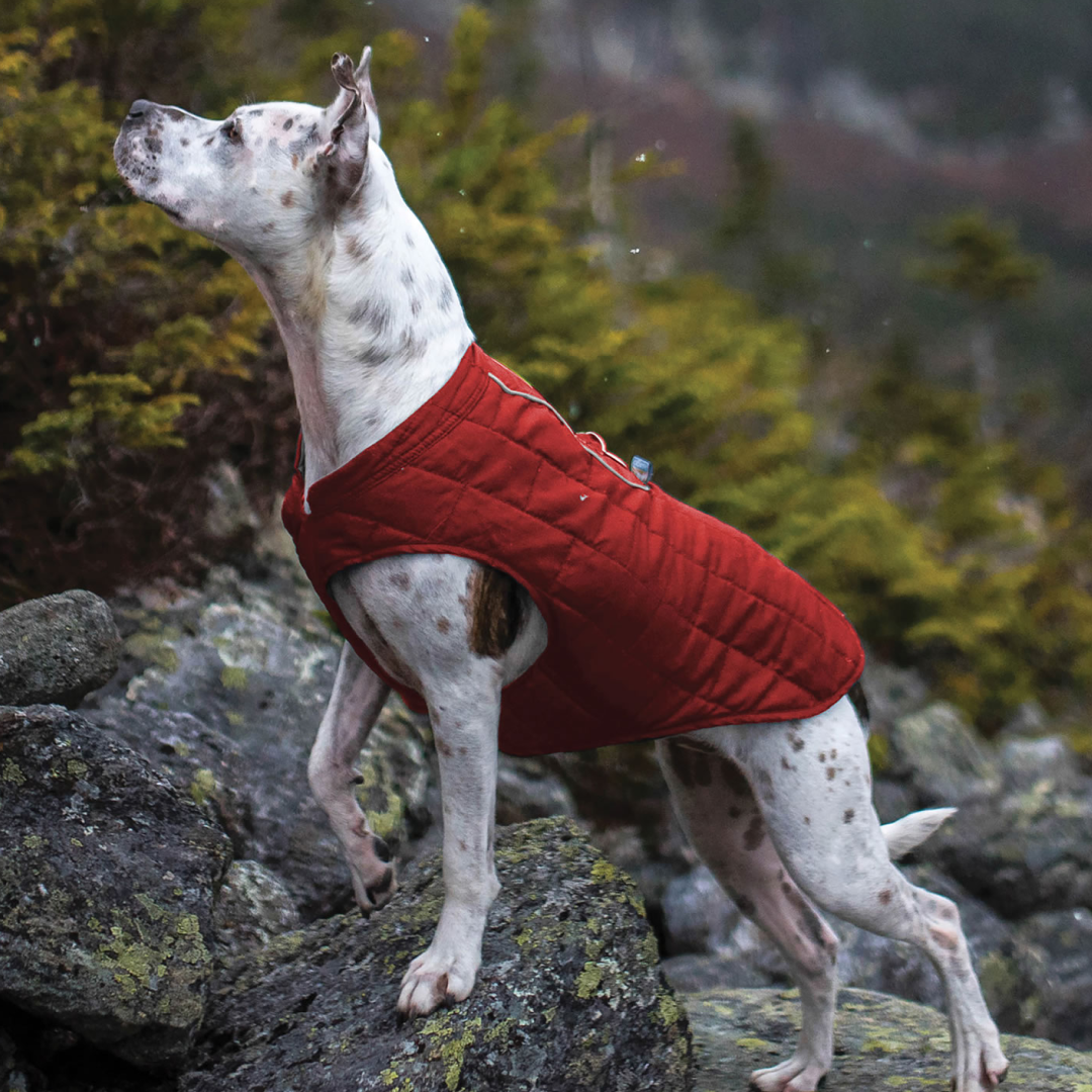 Kurgo Loft Jacket