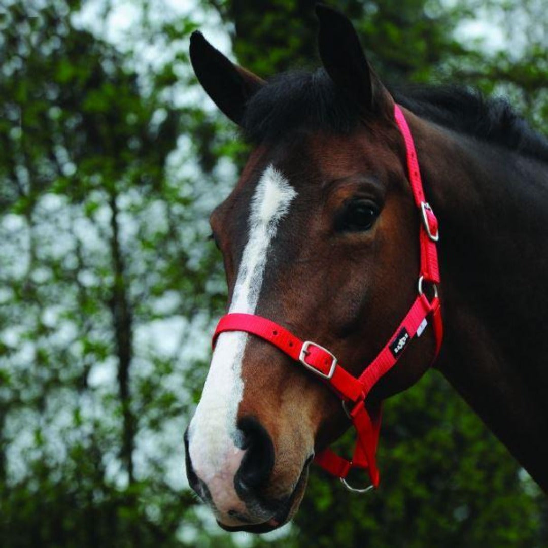 Saxon Economy Headcollar