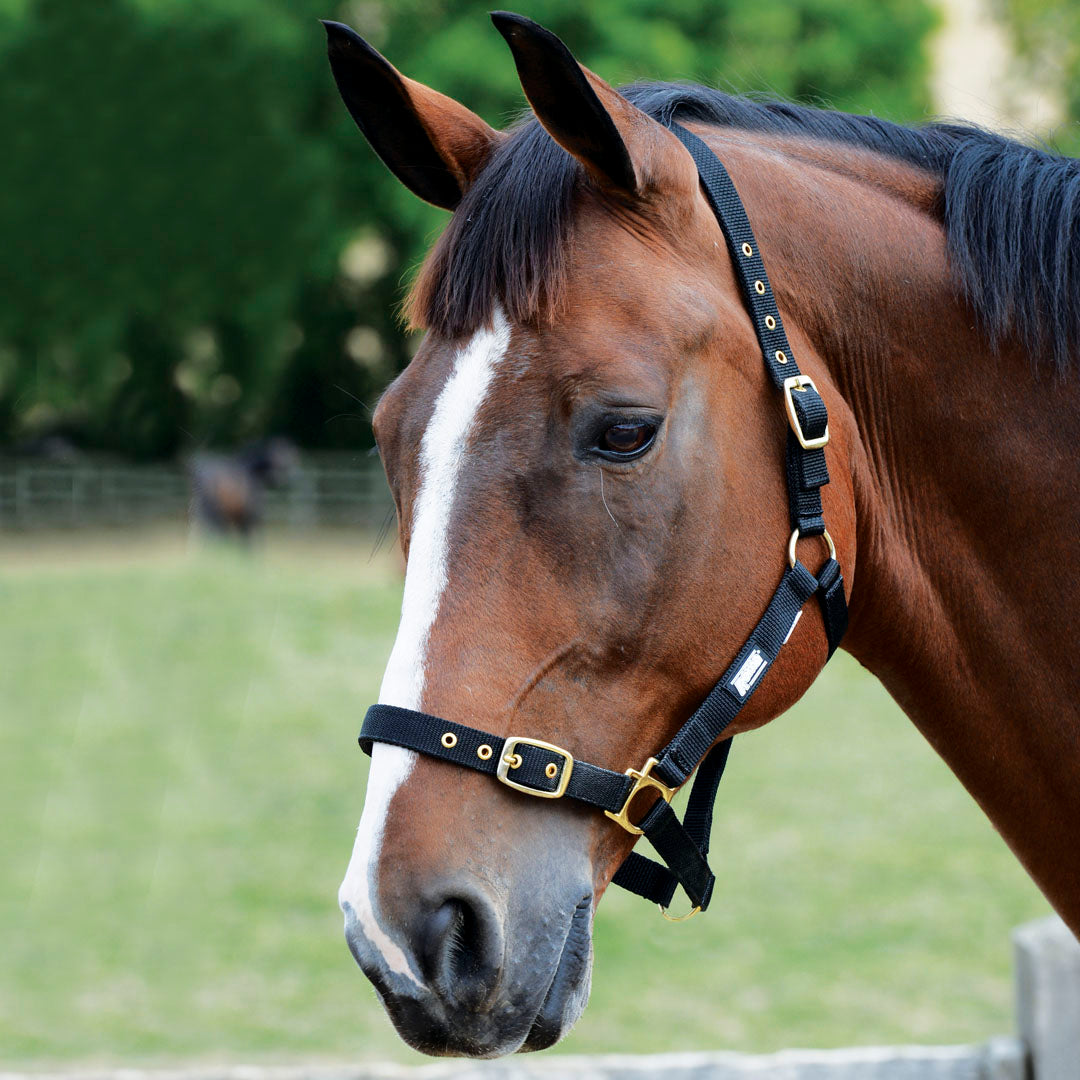 Roma Adjustable Headcollar