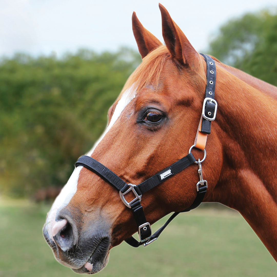 Roma Breakaway Headcollar