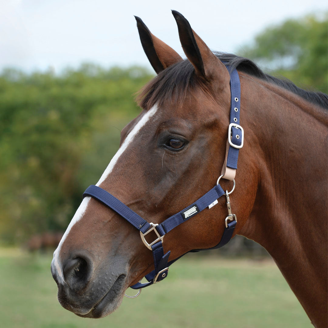 Roma Breakaway Headcollar