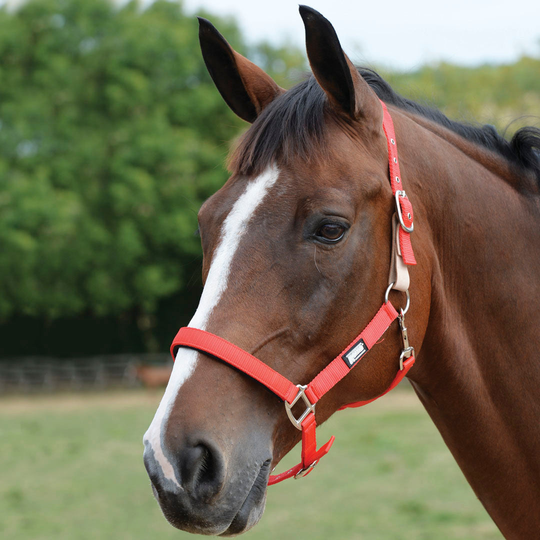 Roma Breakaway Headcollar