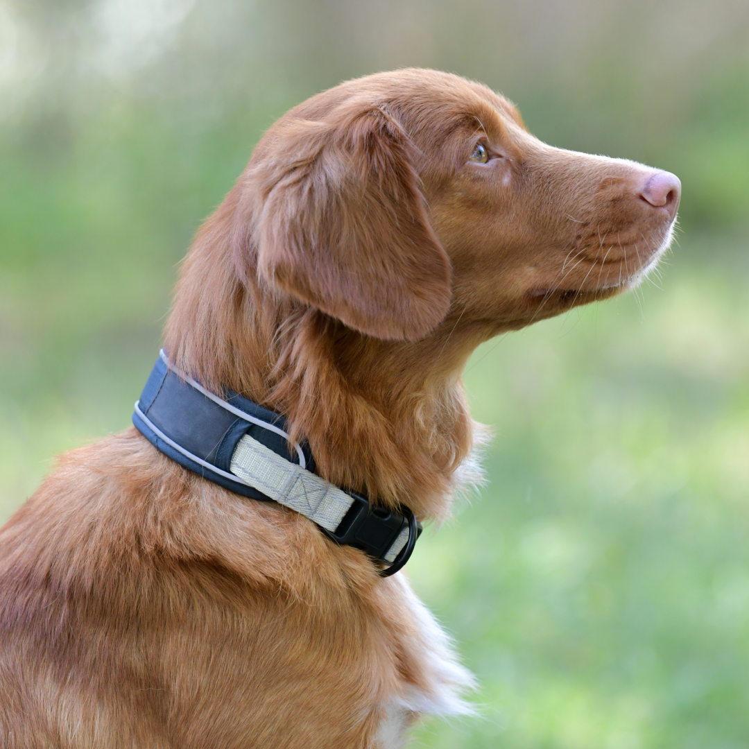 Weatherbeeta Explorer Dog Collar