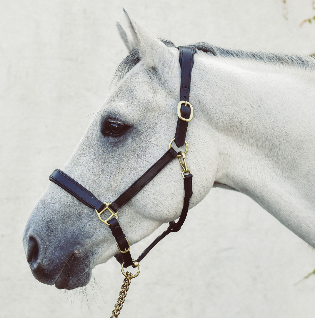 Mackey Legend Helios Leather Headcollar