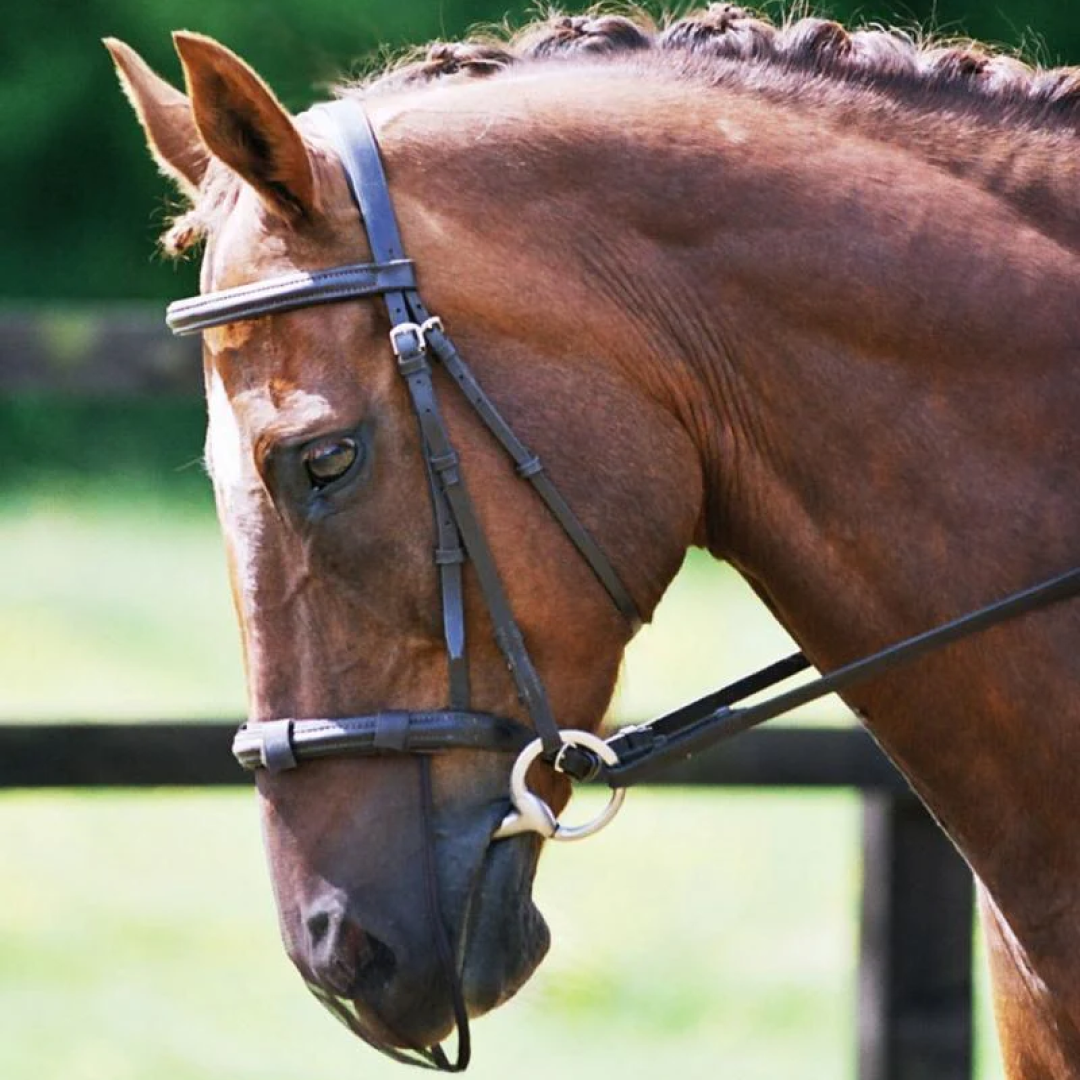 Equilibrium Net Relief Muzzle Net