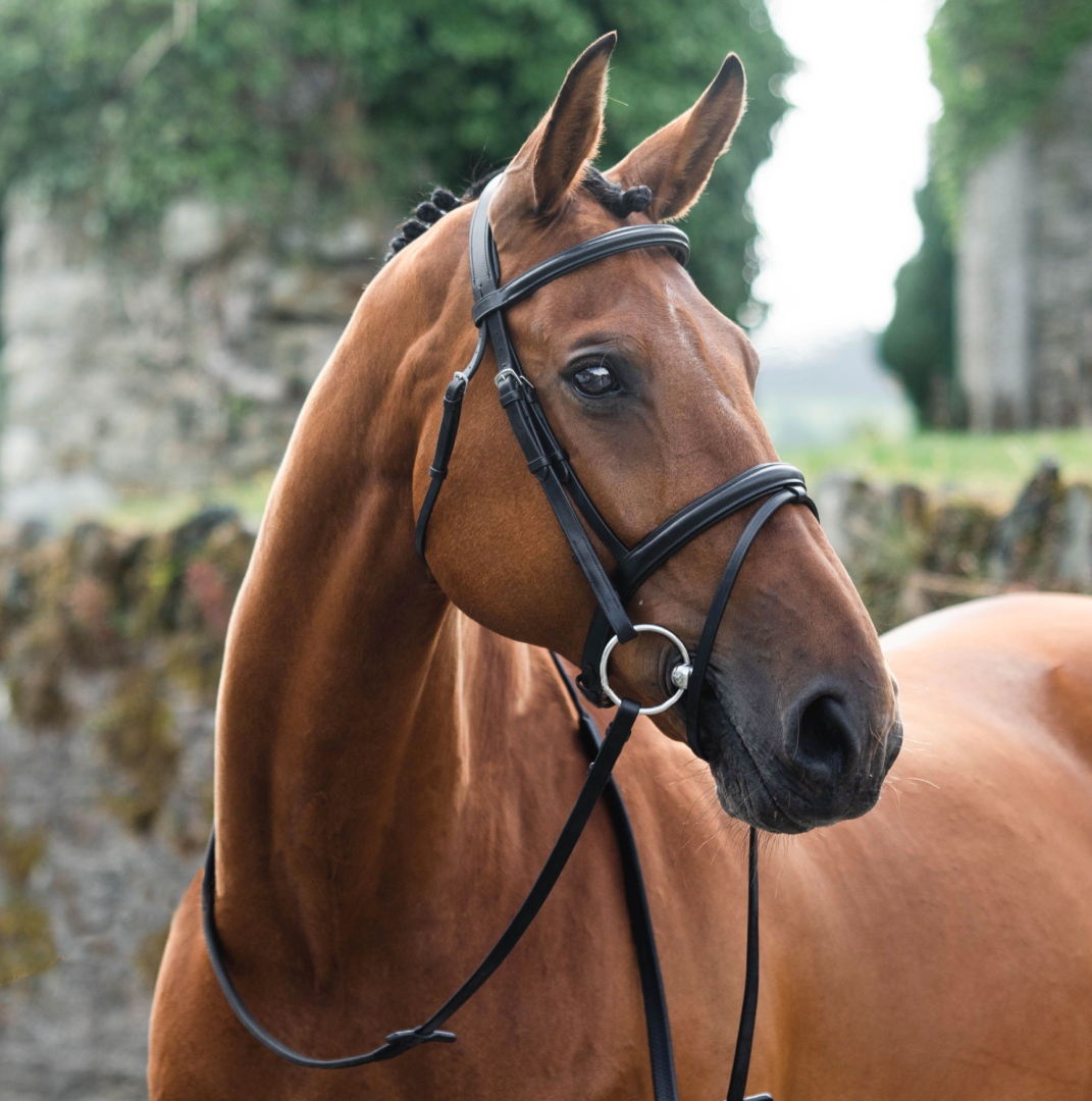 Mackey Legend Flash Bridle