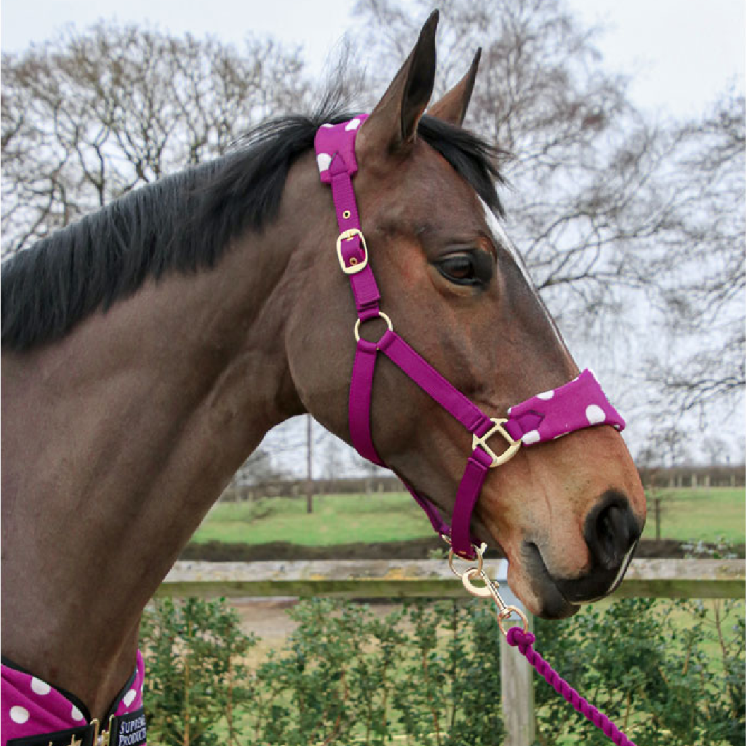 Supreme Products Dotty Fleece Head Collar & Lead Rope