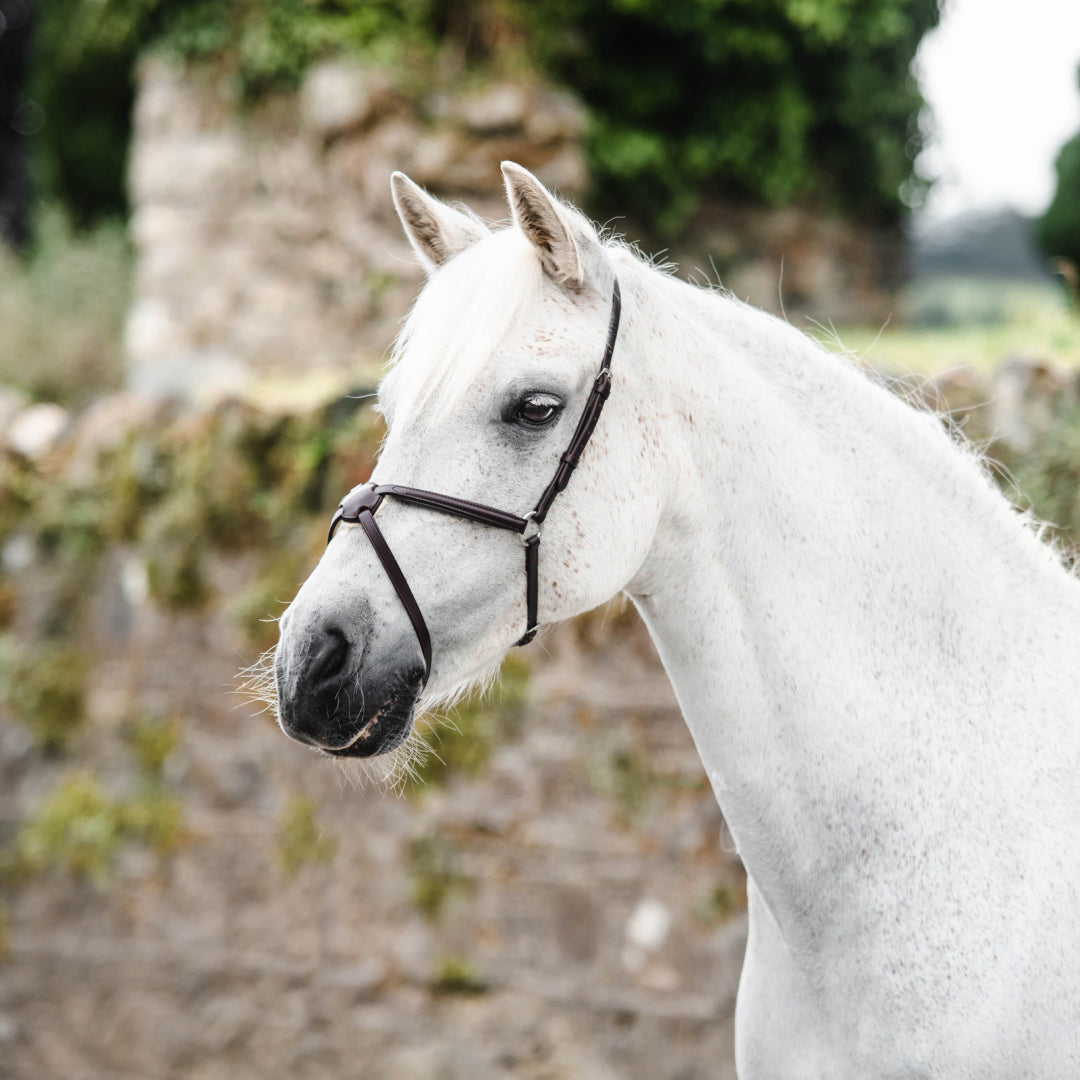 Mackey Classic Mexican Grackle Noseband