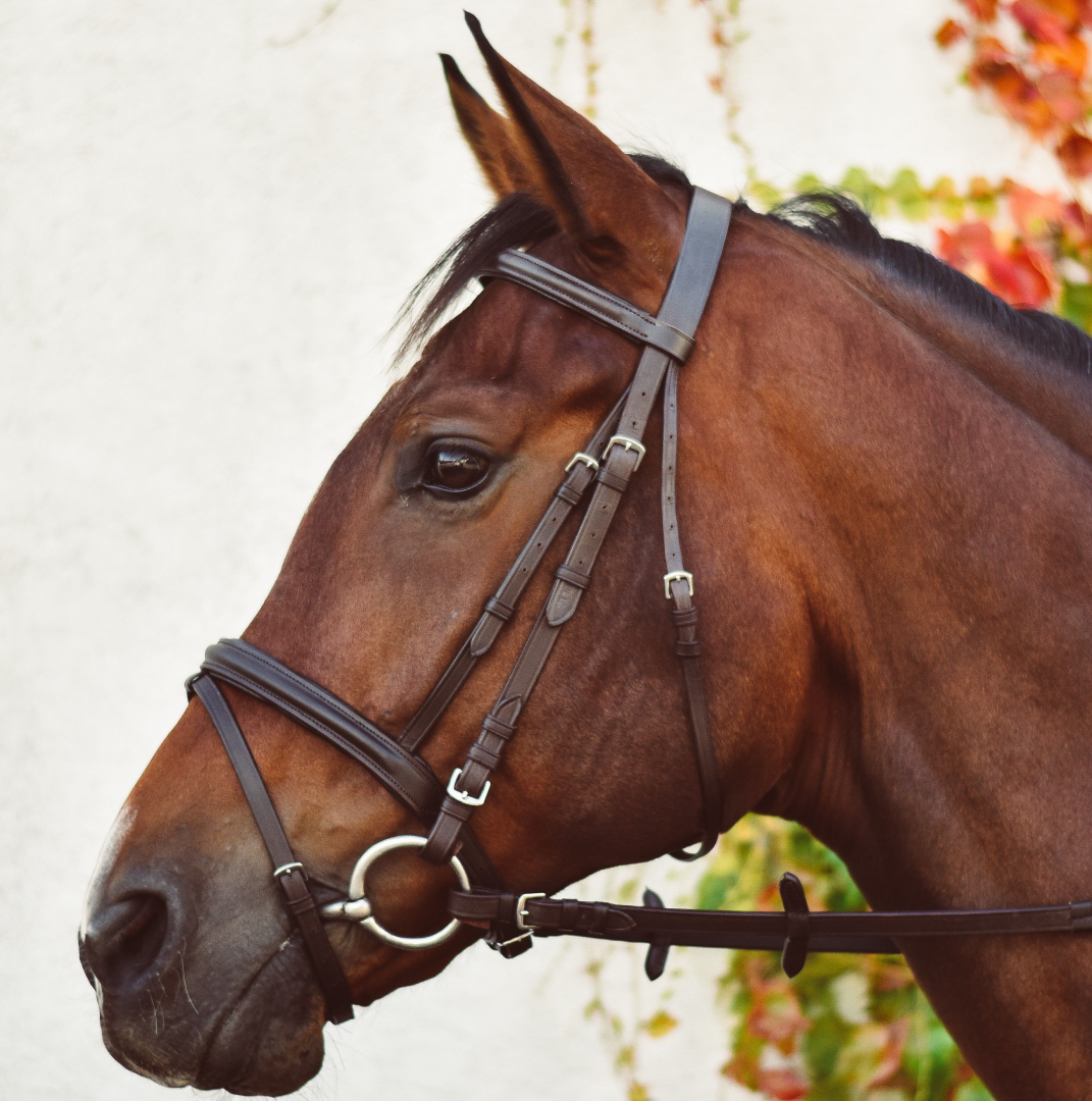 Equi-Sential Bridle with Reins