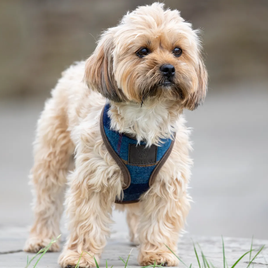 Shires Digby & Fox Tweed Dog Harness