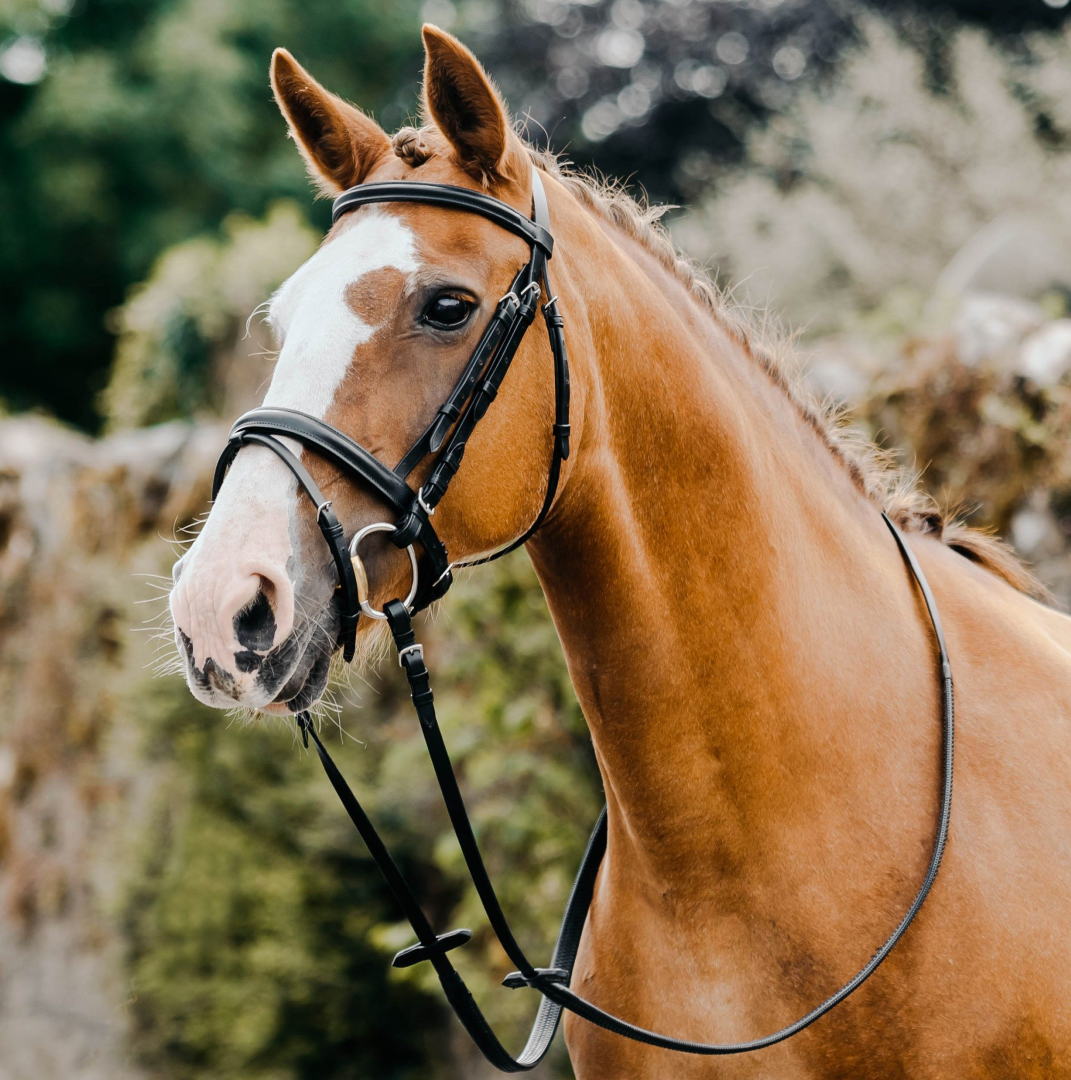 Mackey Classic Flash Bridle