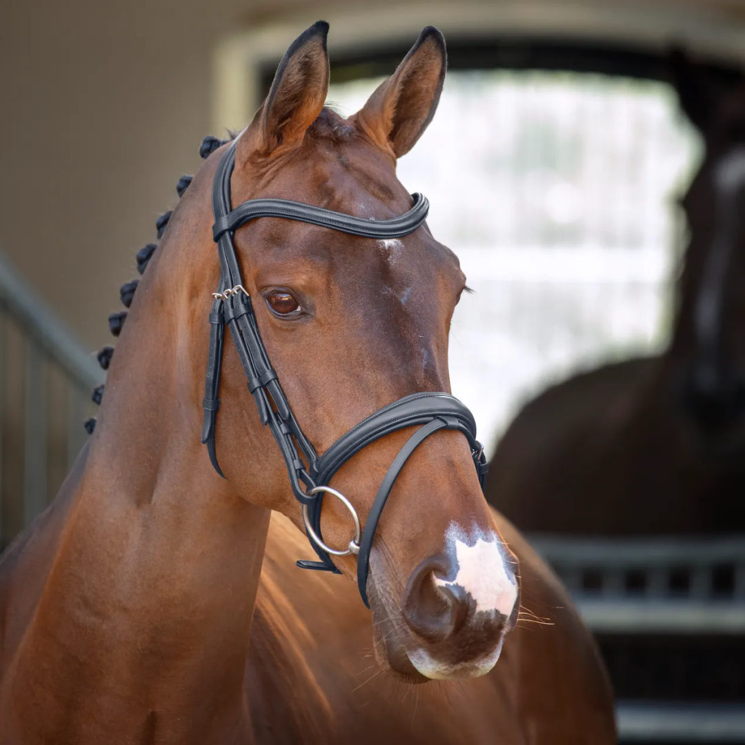 Shires Lusso Padded Raised Flash Bridle