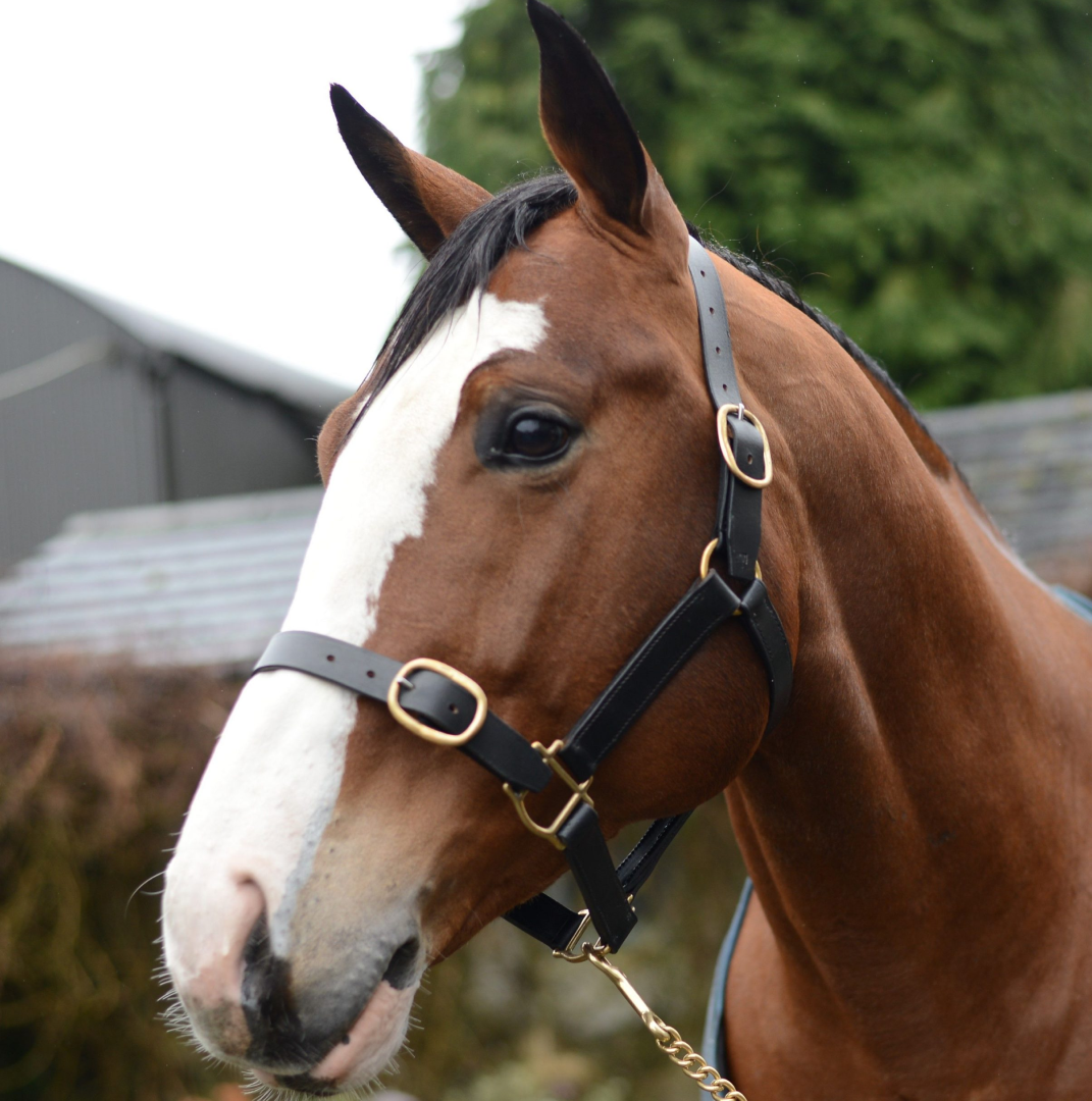 Mackey Classic Leather Headcollar