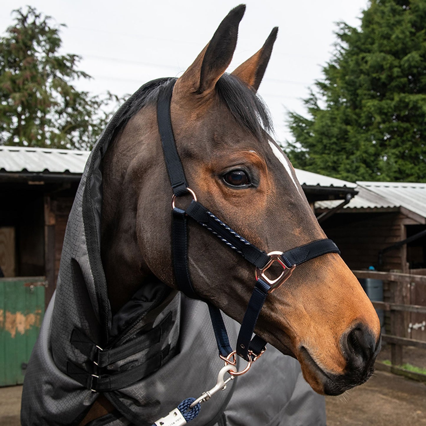 Whitaker Bradshaw Headcollar