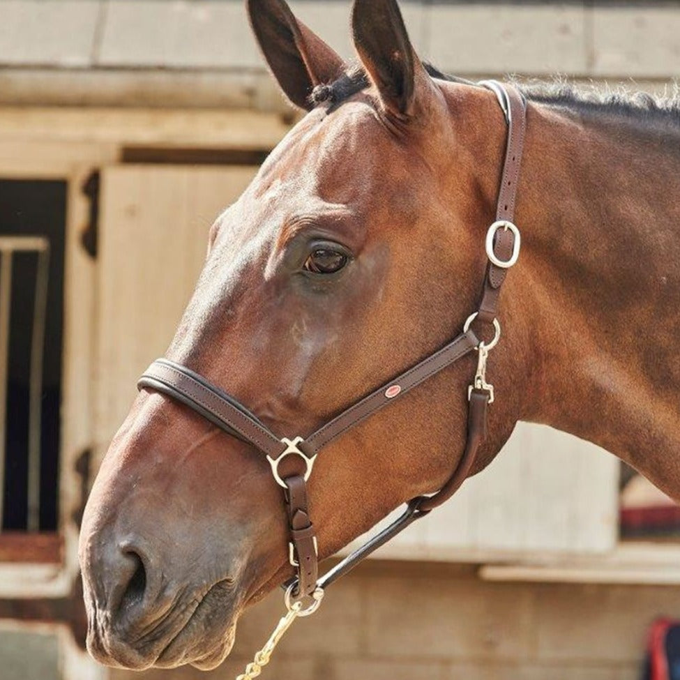 Whitaker Ready To Ride Leather Headcollar