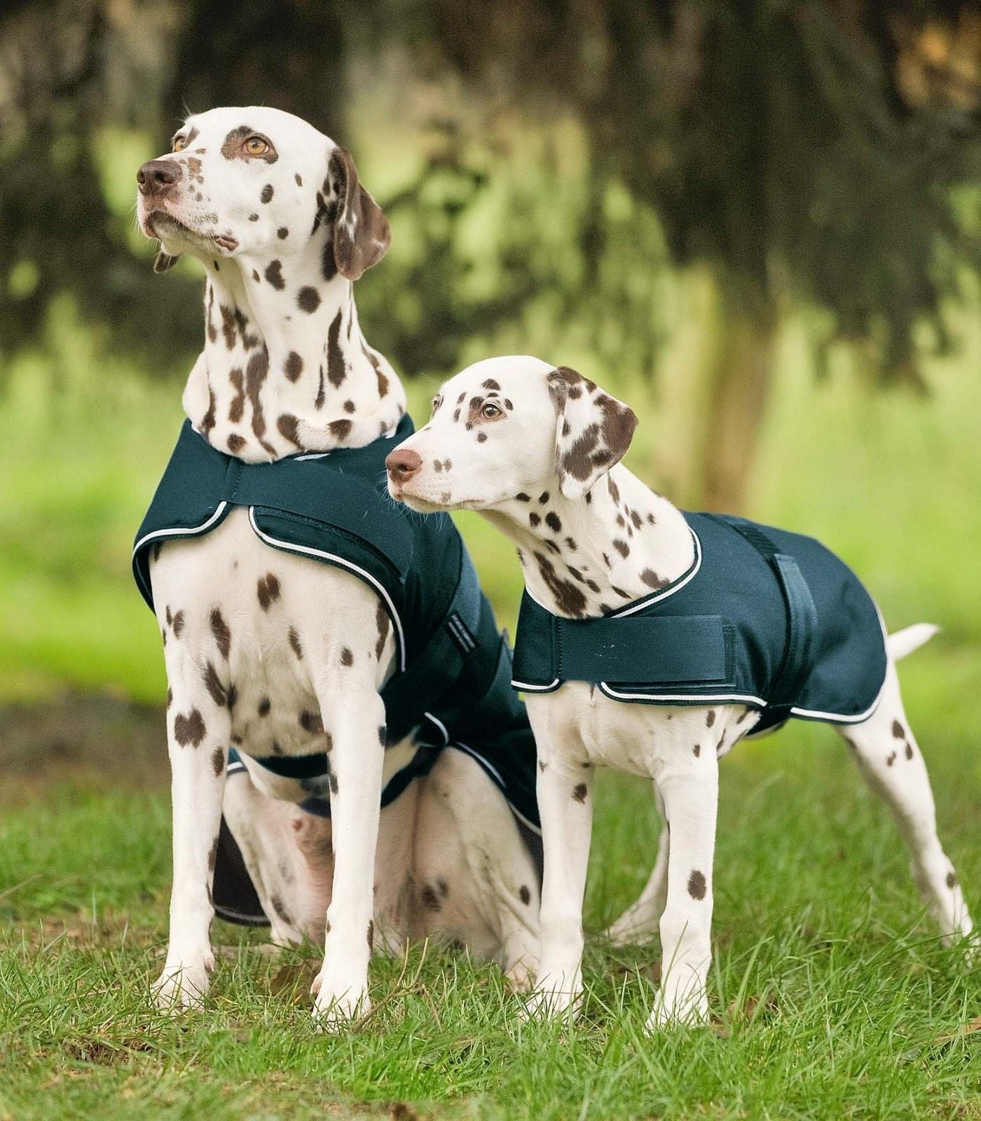 Waldhausen Dog Raincoat
