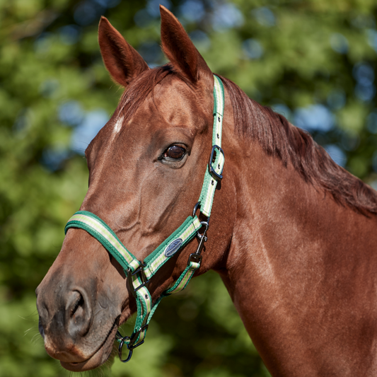 Weatherbeeta Coordinate Headcollar