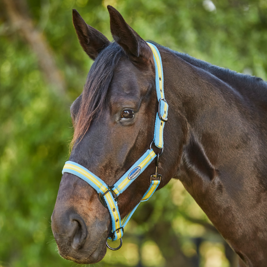 Weatherbeeta Coordinate Headcollar