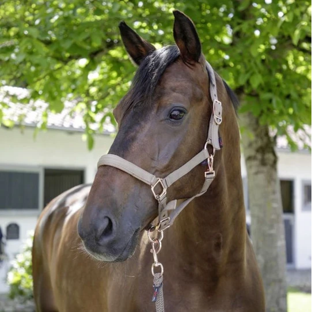 Covalliero Halter