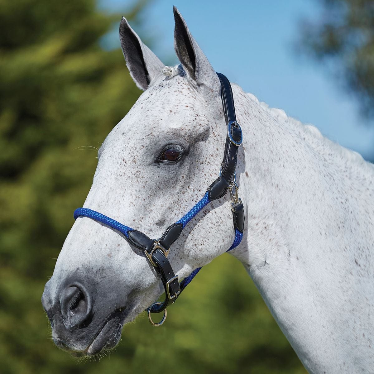 Kincade Leather Rope Head Collar