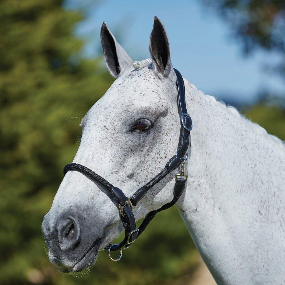 Kincade Leather Rope Head Collar