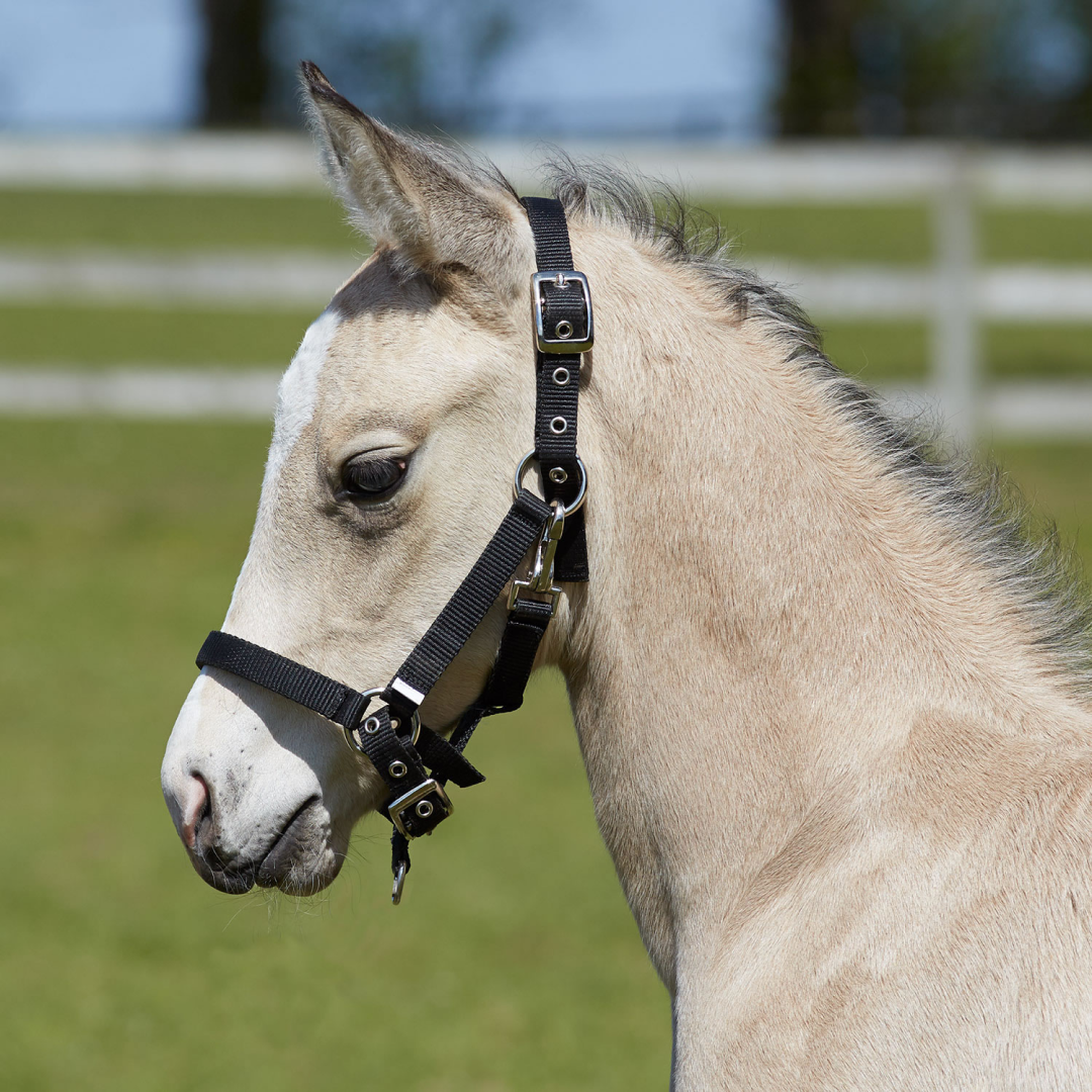 Bitz Fully Adjustable Foal Slip