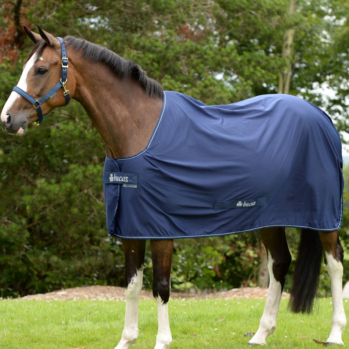 Bucas Shamrock Power Cooler Rug