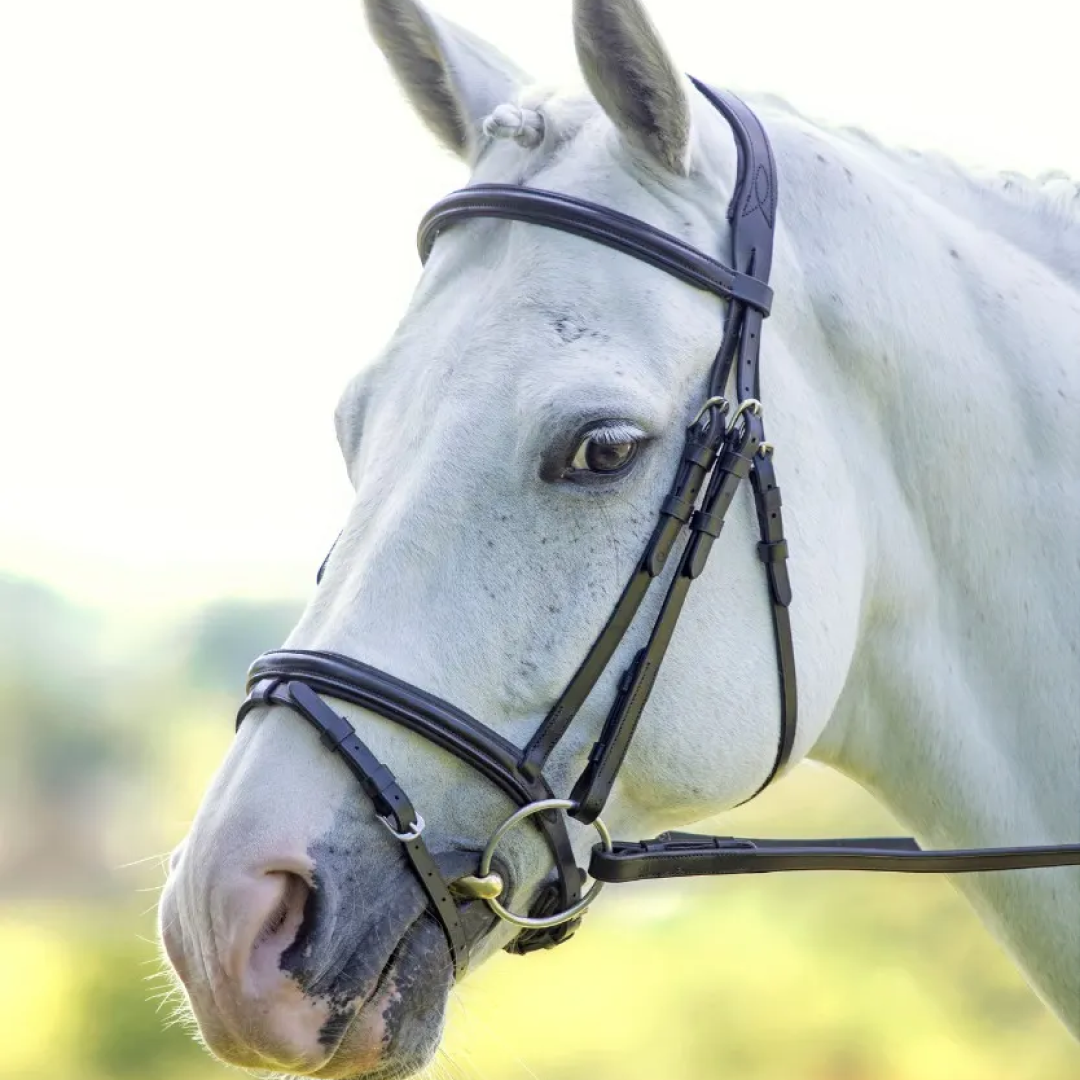 Shires Velociti Rapida Padded Raised Flash Bridle