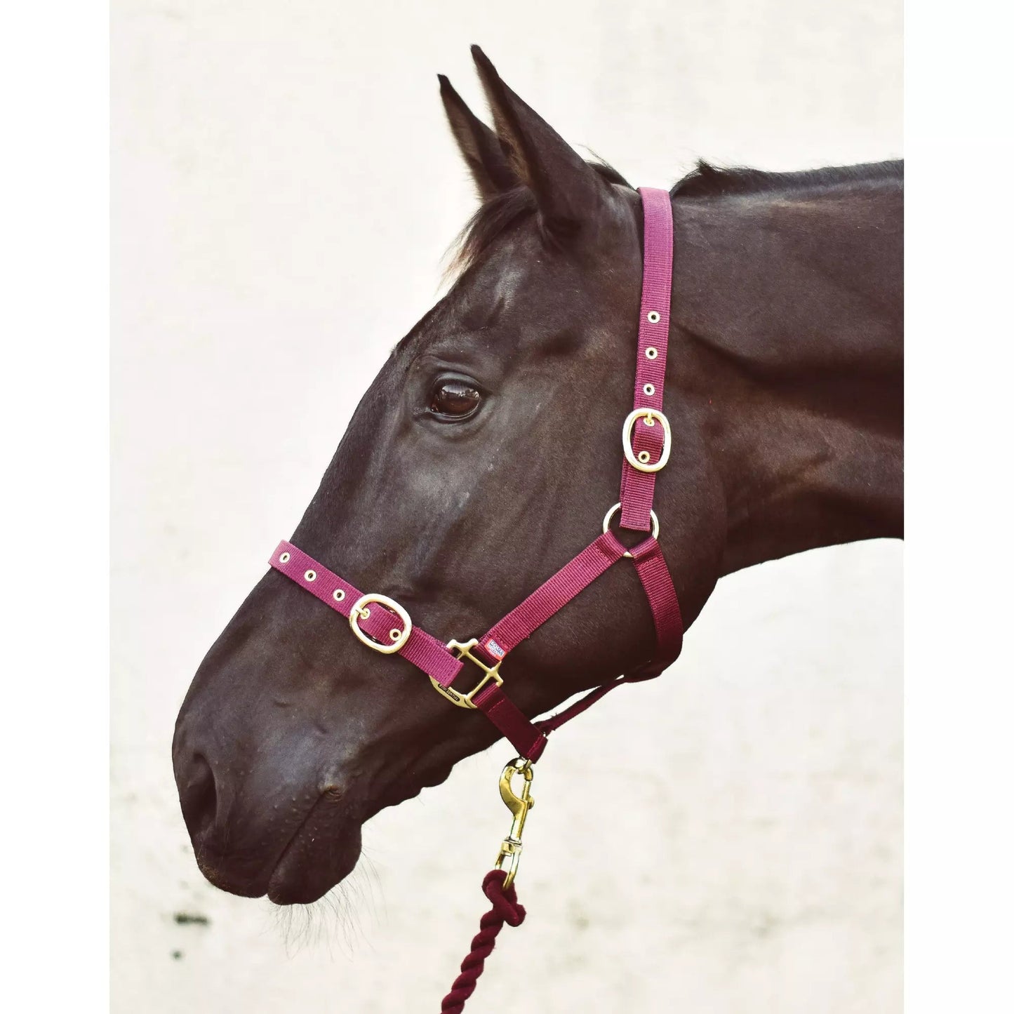 Mackey Equisential Nylon Headcollar
